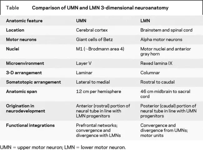 Lower Motor Neuron : 下运动神经元