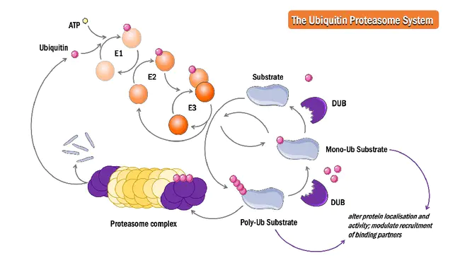 Ubiquitin Associated Protein : 泛素相关蛋白