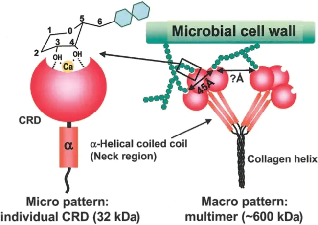 Mannose-Binding Lectin : 甘露糖结合凝集素