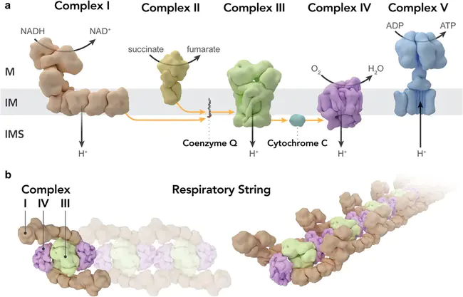 Mitochondrial Transcription Factor 1 : 线粒体转录因子1