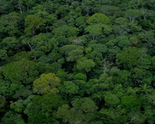 COnsultivo NAcional Forestal : 国家林业咨询