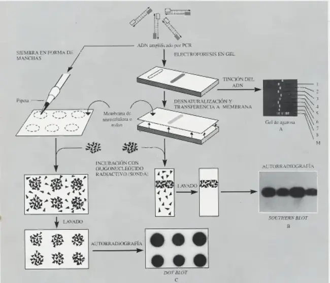 Instituto NAcional de CIencias PEnales : 国家刑事科学研究所