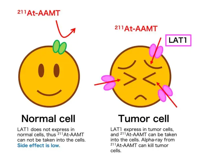 Stigma S-associated Protein 1 : 柱头S相关蛋白1