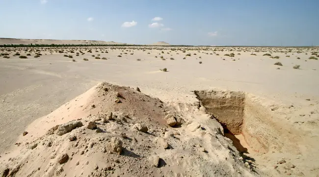 United Arab Emirates University : 阿联酋大学