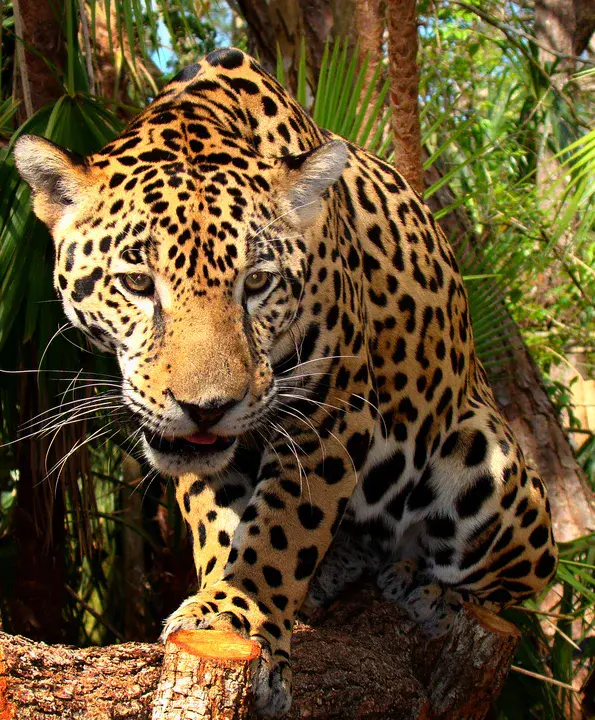 Jaguar Justiciero : 捷豹Justiciero