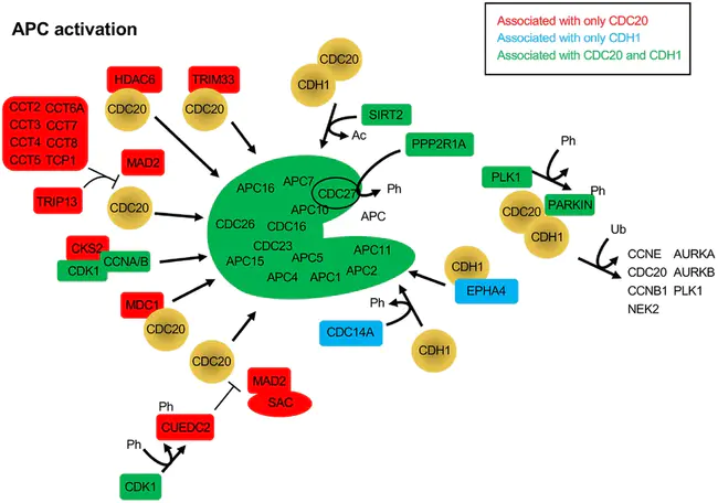 Anaphase Promotion Complex : 后期促进综合体