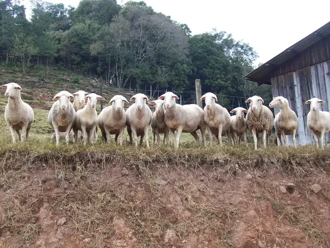 Sindicato Nacional dos Papeleiros : DOS Papeleiros 全国联盟