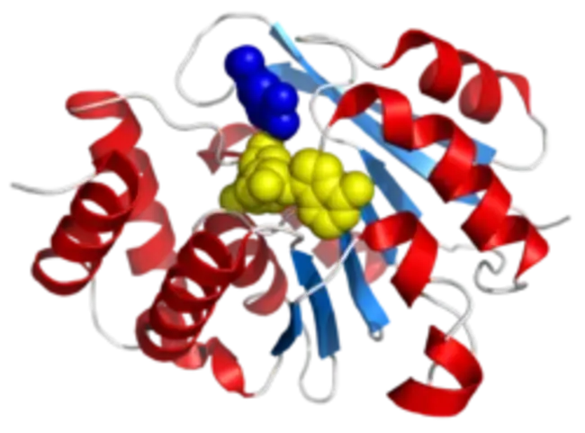 Naringenin 7-O-Methyl Transferase : 纳林根素7-O-甲基转移酶