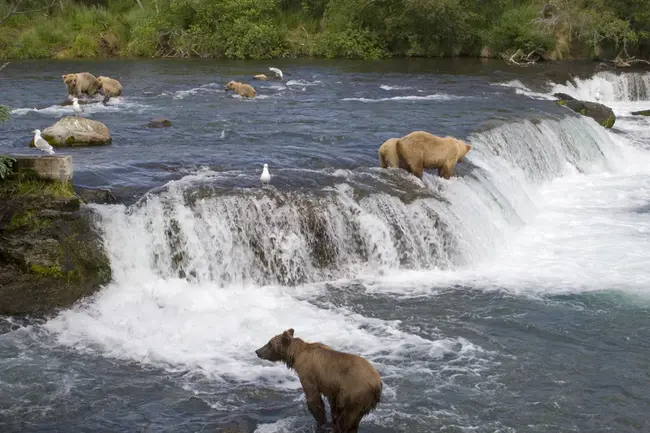 Katmai National Park and Preserve : 卡特迈国家公园和自然保护区