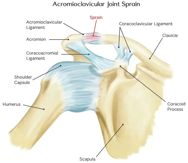AcromioClavicular : 肩锁关节