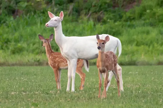 White Deer, PA : 白鹿