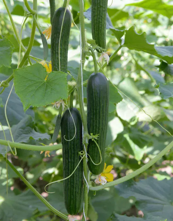 Cucumber, WV : WV黄瓜
