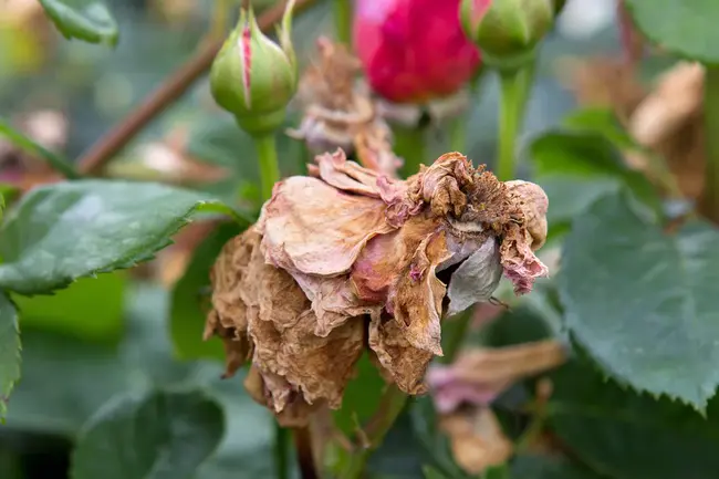 Bloomingrose, WV : 月季花，WV