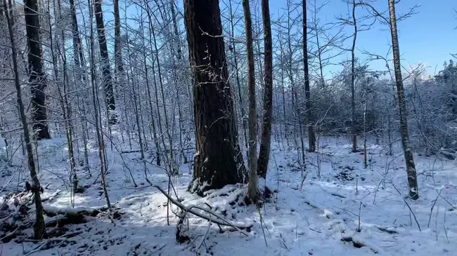 Zebulon, NC : 北卡罗来纳州泽布伦