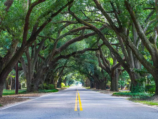 Ravenel, SC : SC拉弗内尔