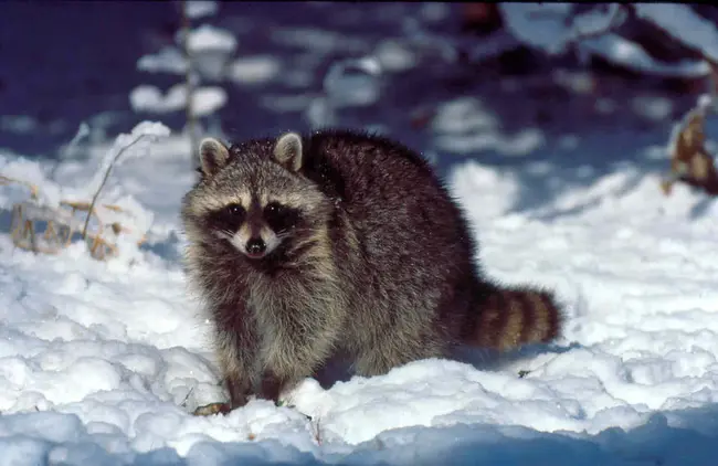 Raccoon, KY : Raccoon，KY