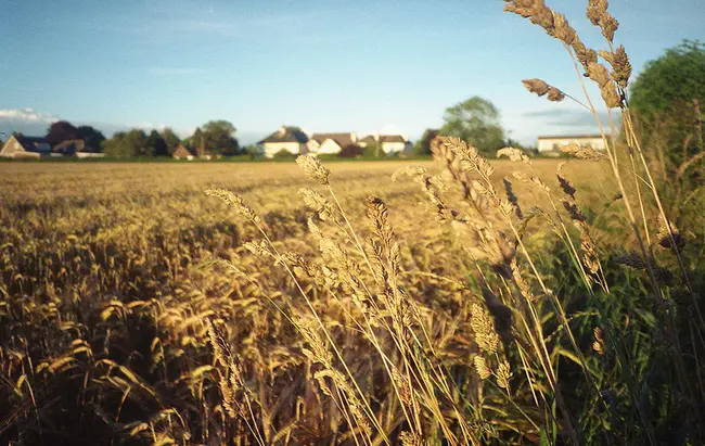 Wheatfield, IN : 惠特菲尔德