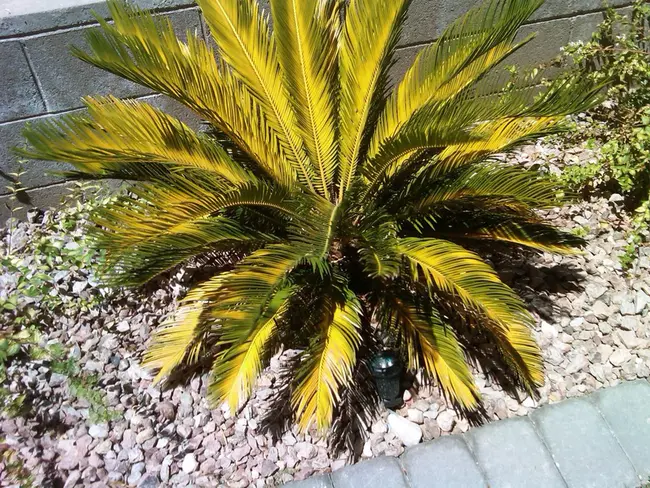 Palms, MI : 棕榈树，米河