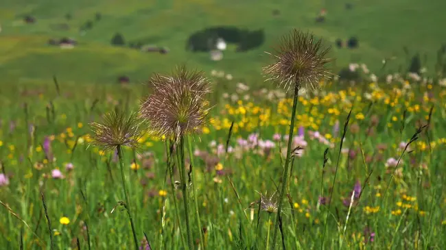 Meadow, SD : 草地