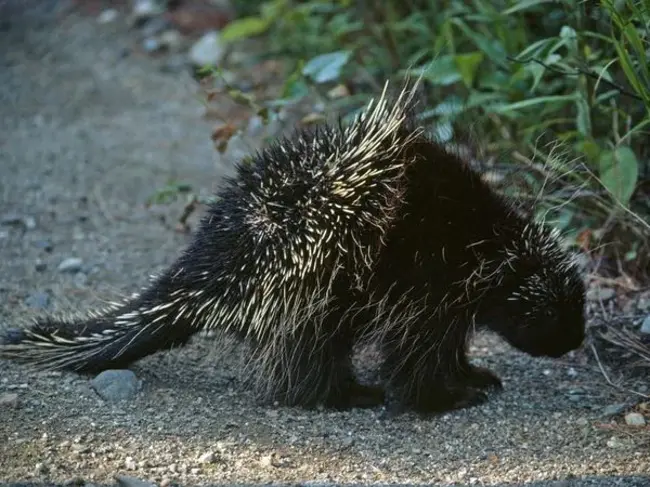 Porcupine, SD : 豪猪属