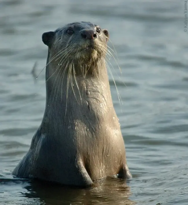 Otter, MT : 水獭