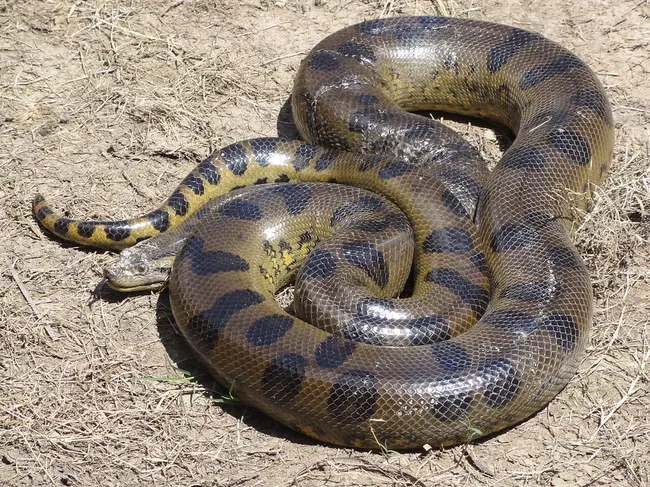 Anaconda, MT : 蟒蛇属