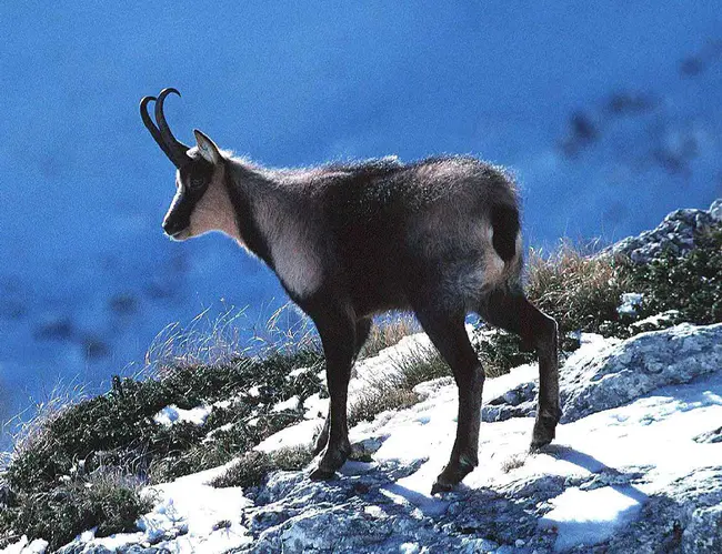 Chamois, MO : 穆村沙穆瓦