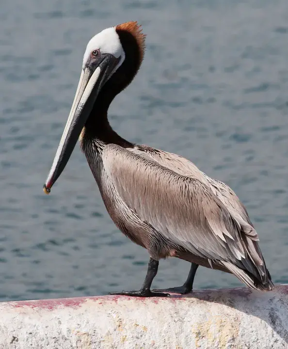 Pelican, LA : LA鹈鹕