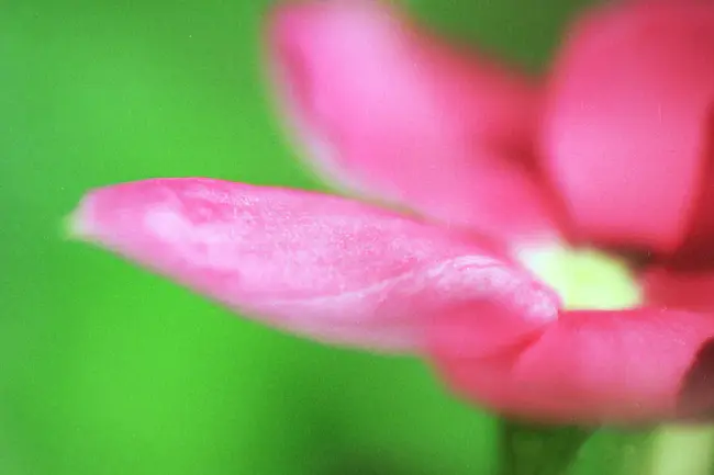 Flower Mound, TX : 德克萨斯州花丘