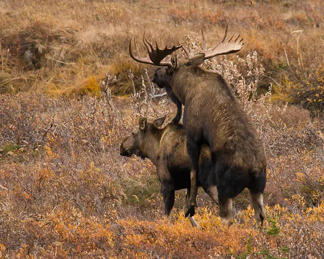 Moose, WY : WY驼鹿