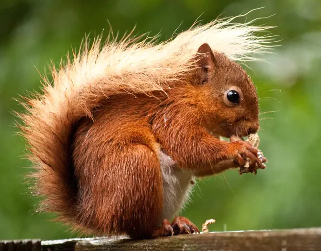 Squirrel, ID : 松鼠，身份证