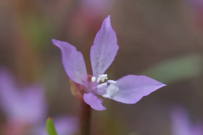 Clarkia, ID : Clarkia，身份证