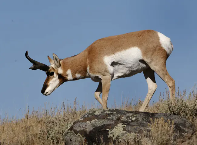 Antelope, CA : 羚羊，CA