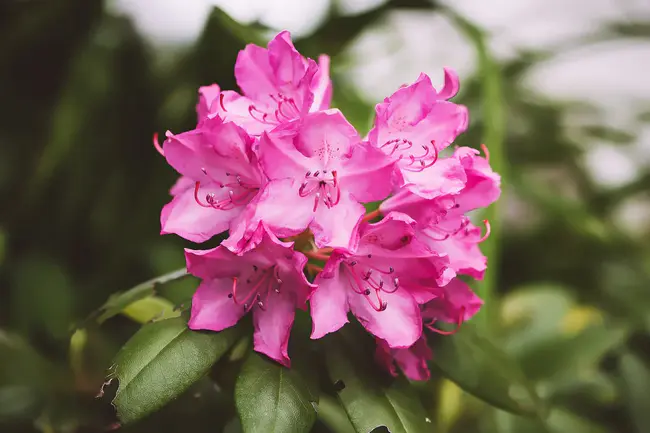 Rhododendron, OR : 杜鹃花，或