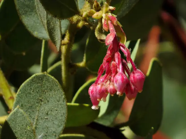 Manzanita, OR : 曼扎尼塔，或