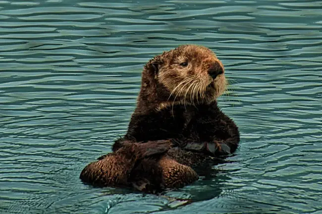 Otter Rock, OR : 水獭岩