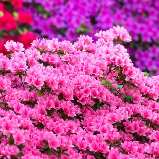 Azalea, OR : 杜鹃花，或