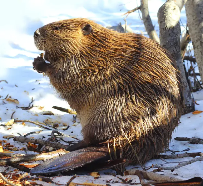 Beaver, AK : 河狸