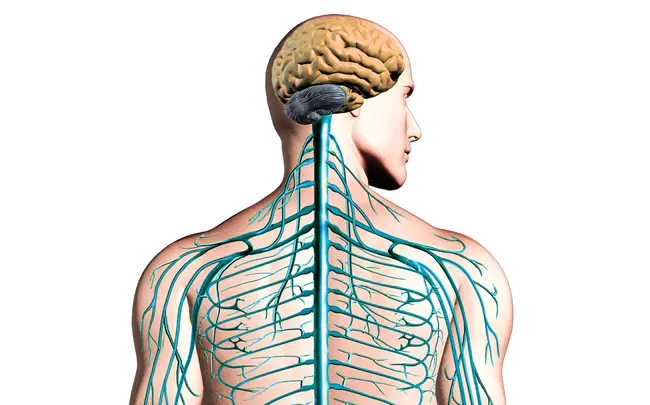 Spinothalamic Tract : 脊髓丘脑束