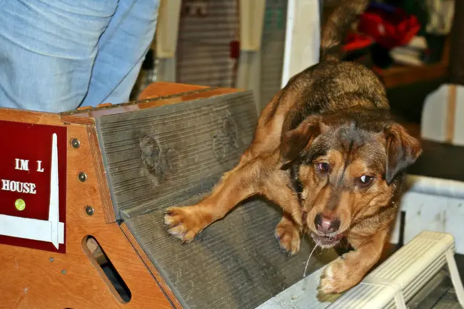 Flyball Dog Excellent : 飞球狗棒极了