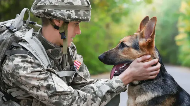 Veteran Advanced Agility Dog : 资深敏捷狗