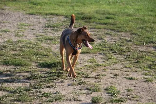 Master Agility Dog of Canada : 加拿大敏捷大师犬