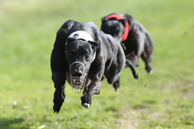 Coursing Champion : 勇往直前的冠军