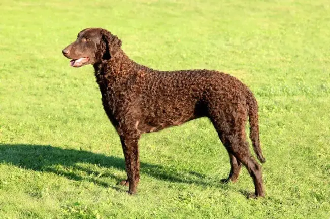 Curly-Coated Retriever : 卷毛寻回犬