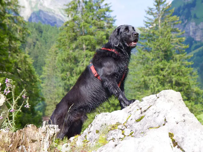 Flat-Coated Retriever : 扁平涂层猎犬