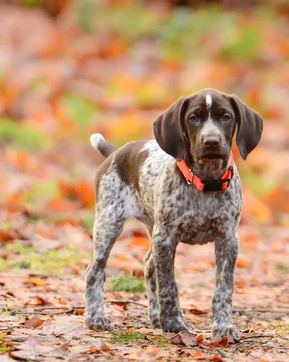 German Shorthaired Pointer : 德国短毛波音达