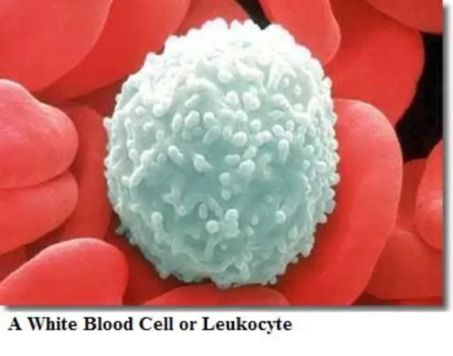 Leukocyte Differentiation Antigen : 白细胞分化抗原