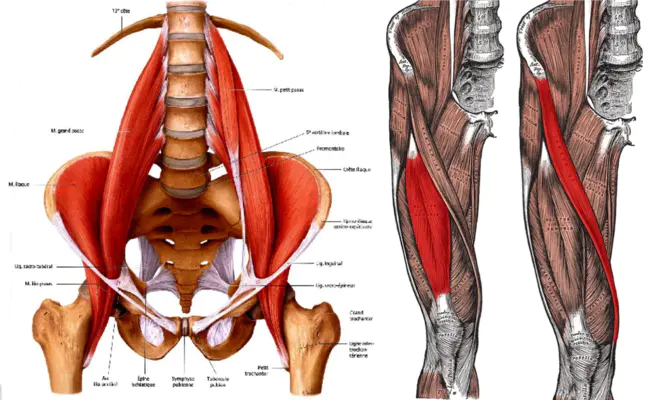 Flexor Hallucis Longus : 拇长屈肌