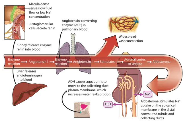 Renin Angiotensin-Aldosterone : 肾素血管紧张素醛固酮