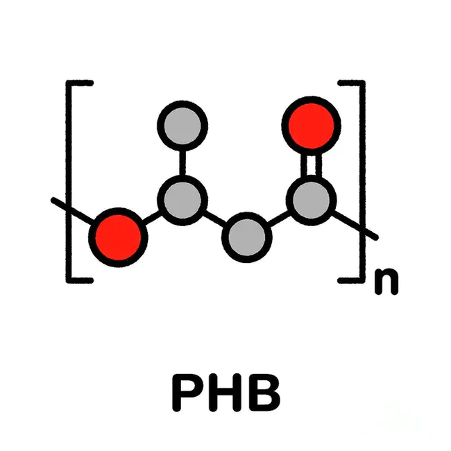 PolyHydroxyButyrate : 聚羟基丁酸盐